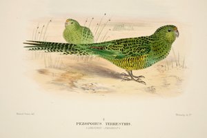 Perroquet terrestre, gravure colorée à la main