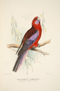 Perroquet cramoisi du Nord, pub. 1916, gravure coloriée à la main - Roland Green