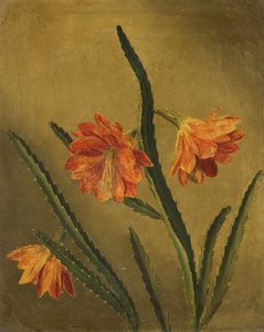 Étude de fleurs
