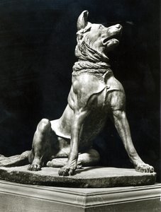 Chien Bull Mastif - Roman Roman