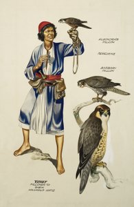 Yusef, Fauconnier à Sheik Mahmoud Hafiz (gouache sur papier) - Ron Embleton