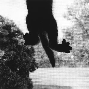Chat Grimpant - Ron Evans
