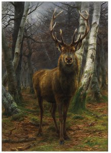 Roi de la forêt, 1878