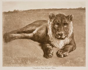 Lion - Rosa Bonheur