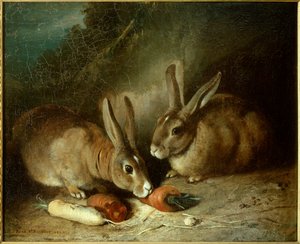 Lapins
