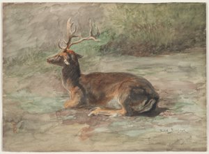 Cerf couché, seconde moitié du XIXe siècle (aquarelle et gouache sur graphite)