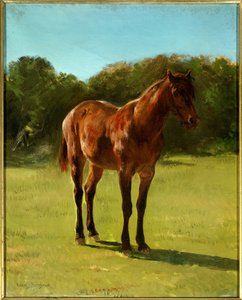 Étude de cheval bai cerise
