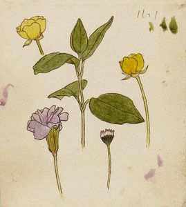 Étude de fleurs - bouton d