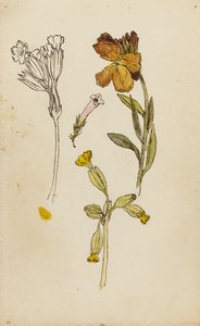 Étude de fleurs, giroflée et primevère