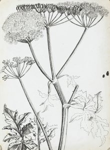 Cerfeuil sauvage - Rosalie Brill