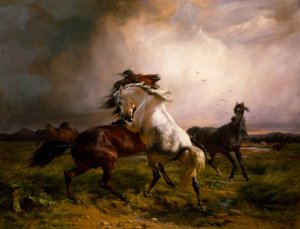 Des chevaux sauvages qui se battent