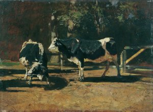 Vaches au pâturage