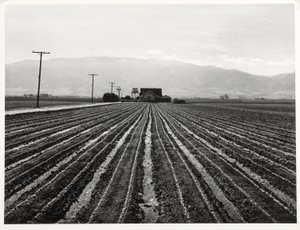 Jeune laitue, Salinas, Californie - Russell Lee