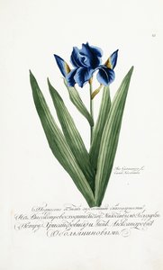 Iris germanica, 1797-1803