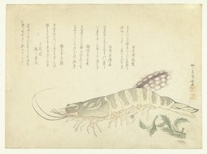 Écrevisse et seiche - Ryuryukyo Shinsai