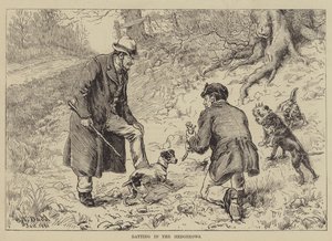 Chasse aux rats dans les haies