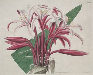 Le magazine botanique ou le jardin de fleurs exposé : Crinum majestueux, 1823 - S. Curtis