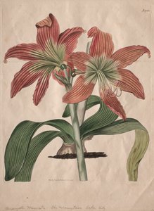 Le magazine botanique ou le jardin de fleurs exposé : Lis du lac de montagne