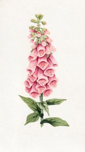 Délicate digitale rose - Salome