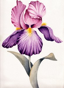Iris violet éclatant - Salome