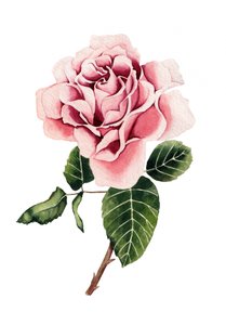 Aquarelle « Rose rose » - Salome
