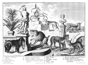 Singes et chats sauvages