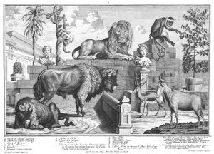 Lion et couple de bisons