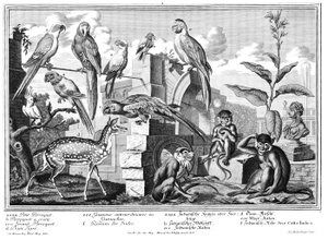 Perroquets et singes - Salomon Kleiner