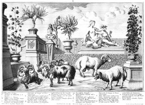 Moutons - Salomon Kleiner