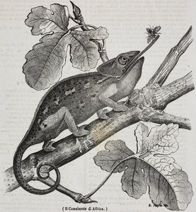 Caméléon africain, lithographie de Salvatore Puglia de Poliorama Pittoresco, n 30, 4 mars - Salvatore Puglia