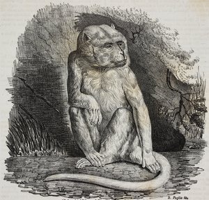 Singe albinos au Jardin des Plantes, jardin botanique de Paris, France, lithographie de Salvatore Puglia de Poliorama Pittoresco, n 23, 14 janvier - Salvatore Puglia