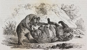 Ours des Asturies, Espagne, lithographie de Salvatore Puglia de Poliorama Pittoresco, n 9, 7 octobre - Salvatore Puglia