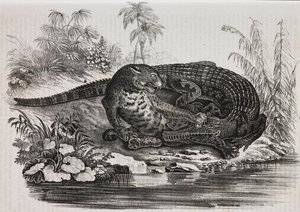 Caïman et jaguar, lithographie de Salvatore Puglia de Poliorama Pittoresco, n 16, 25 novembre - Salvatore Puglia
