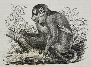 Singe nocturne douroucoulis (Aotus trivirgatus) - Salvatore Puglia