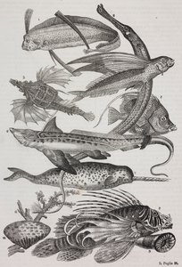 Créatures océaniques : 1 Dattiloftera, 2 Syngnathus, 3 Pégase, 4 Trachypterus, 5 Chaetodon, 6 Poisson-lapin, 7 Licorne (narval), 8 Ptéroides volants, 9 Attinia - Salvatore Puglia