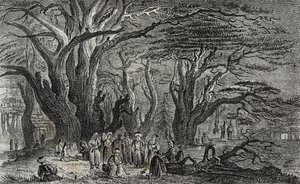 Vieux cèdres du Liban à Tyr, Liban, lithographie de Salvatore Puglia de Poliorama Pittoresco, n 25, 28 janvier - Salvatore Puglia
