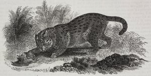 Chat de Sumatra, lithographie de Salvatore Puglia de Poliorama Pittoresco, n 47, 1er juillet - Salvatore Puglia