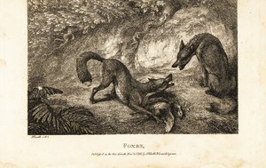 Renard avec une volaille morte se battant contre un autre renard - Samuel (after) Howitt