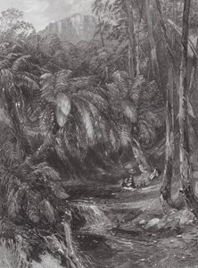 Australie : Une vallée de fougères - Samuel (after) Prout