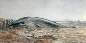 La baleine d