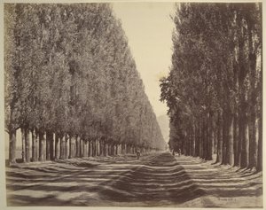 Une route bordée de peupliers, Cachemire - Samuel Bourne