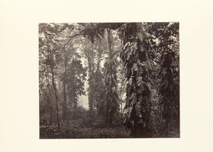 Darjeeling ; Creepers in the Forest below Ging (en anglais) - Samuel Bourne