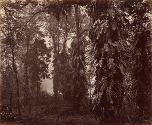 Darjeeling, Inde - Samuel Bourne