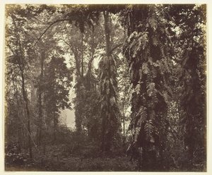 Darjeeling, Inde, vers 1865 - Samuel Bourne