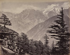 Le Haut-Himalaya. Vue près des montagnes de Chine. Cèdres de l