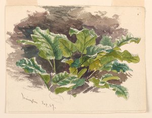 Étude botanique