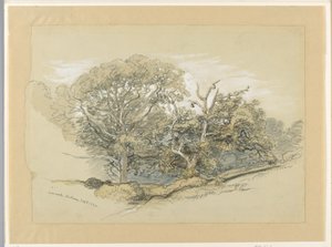 Dessin, Oak Wood, Montauk, New York, 8 septembre 1880 - Samuel Colman