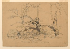 Dessin, études. Arbres, Santa Barbara, Californie, 3 février 1888 - Samuel Colman