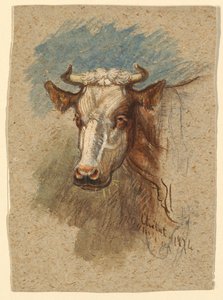 Tête de vache, Étretat