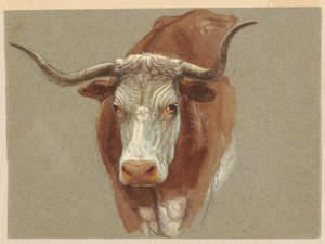 Tête de vache ou de bœuf - Samuel Colman